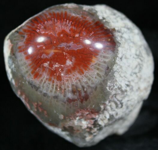 Pennsylvanian Aged Red Agatized Horn Coral - Utah #26356